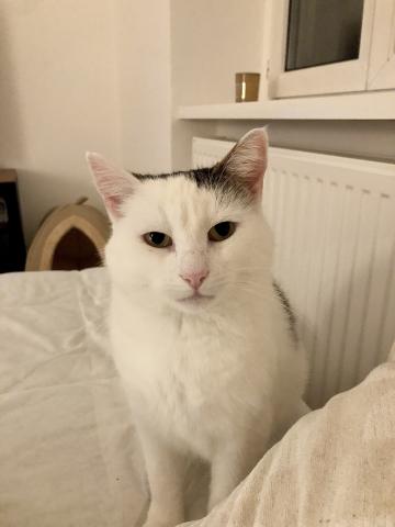 Minka sucht dringend liebevolles Zuhause