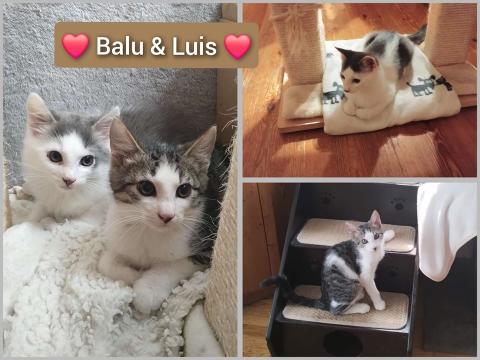 Balu und Luis warten