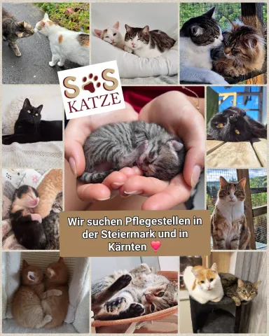 PS gesucht