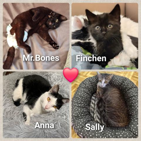 Wir brauchen dringend eure Unterstützung